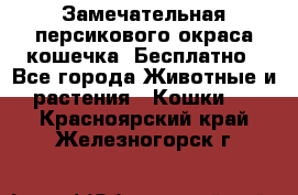 Замечательная персикового окраса кошечка. Бесплатно - Все города Животные и растения » Кошки   . Красноярский край,Железногорск г.